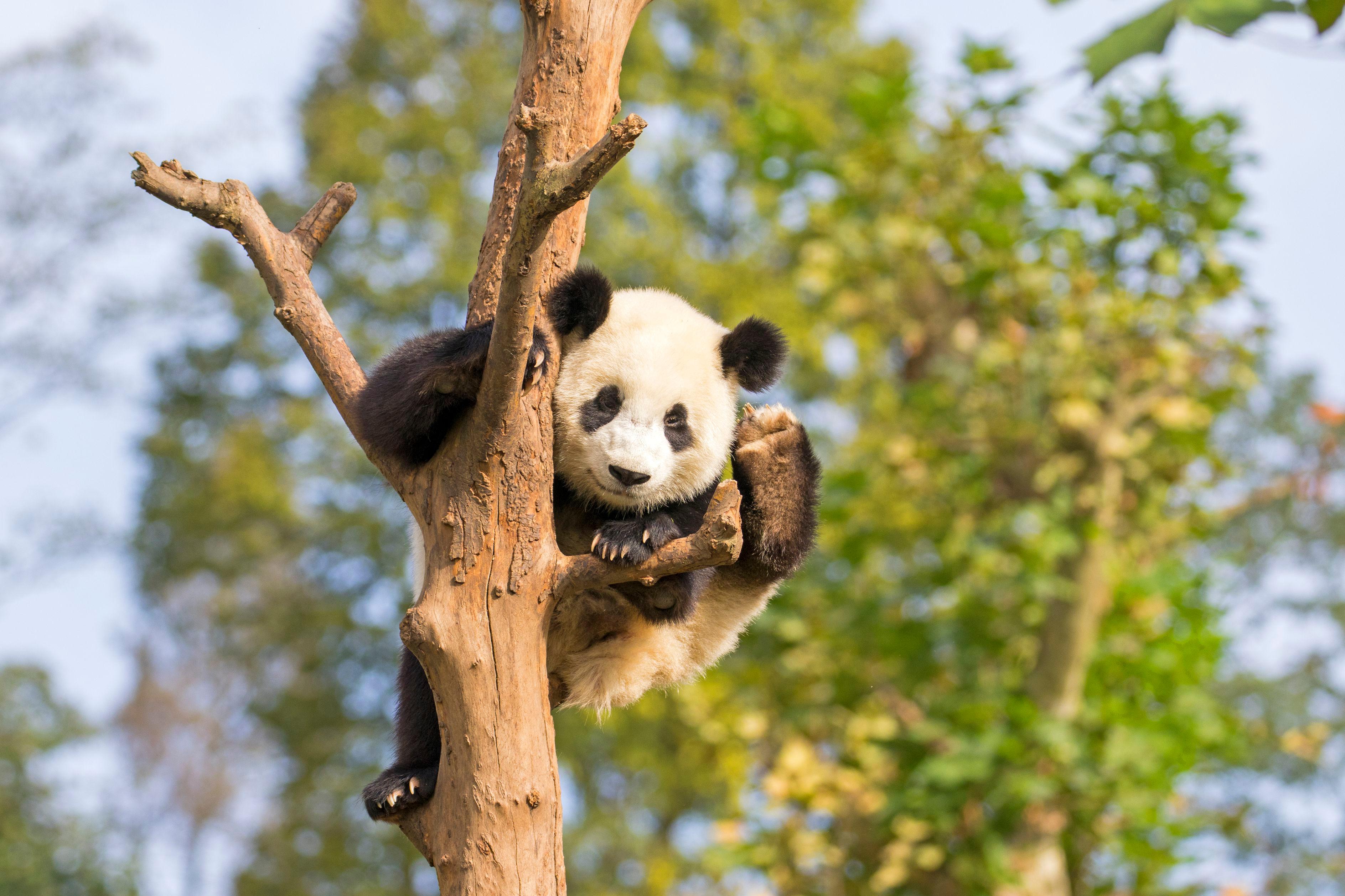 Giant panda cub clinging to a tree branch.