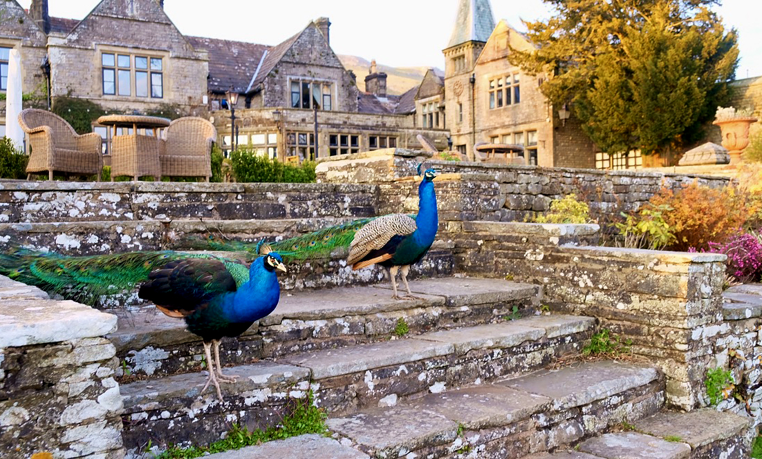 Peacocks at Simonstone Hall in the Yorkshire Dales
