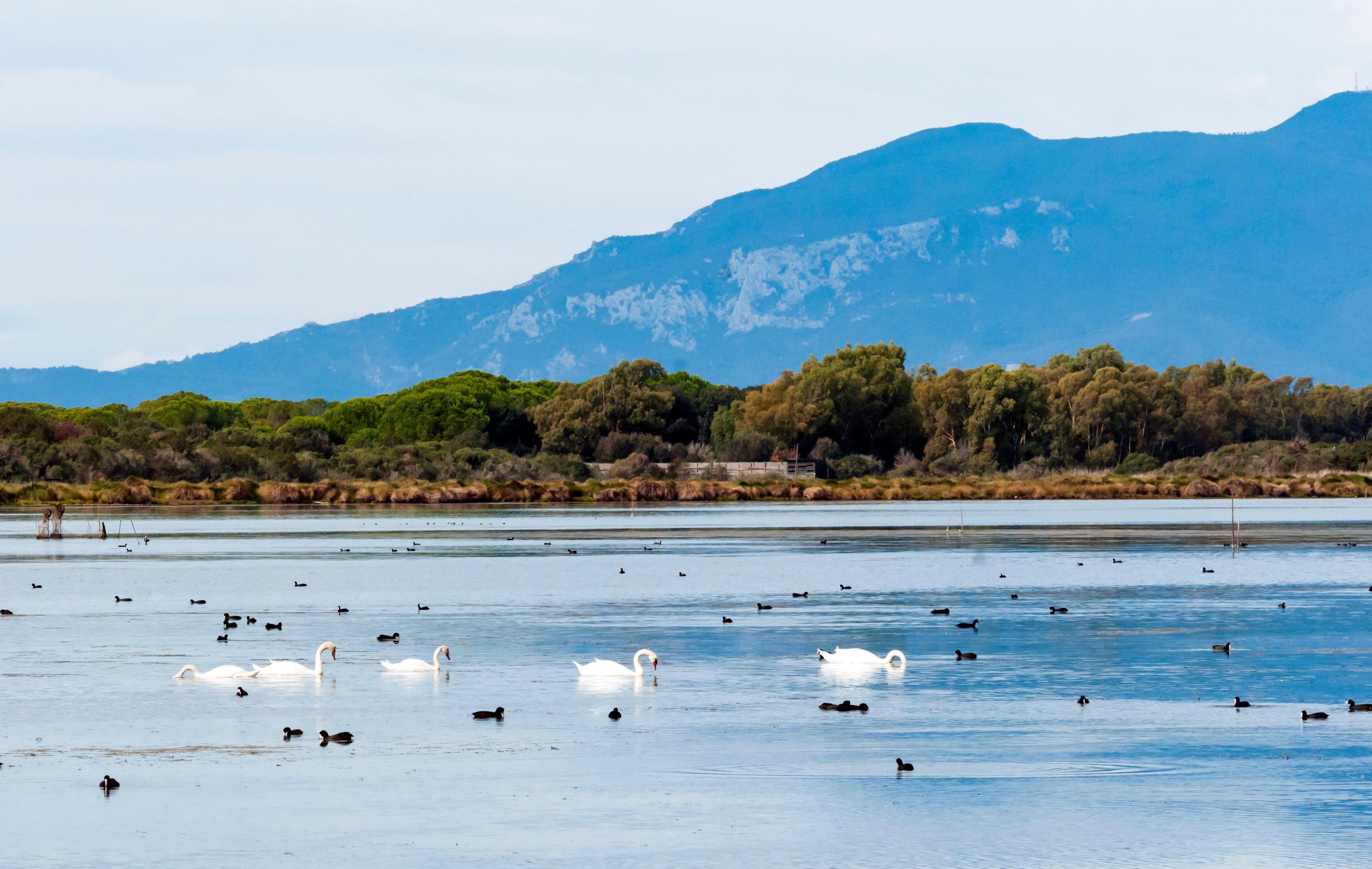 Swans and coots swimming in a lake with mountains in the background.